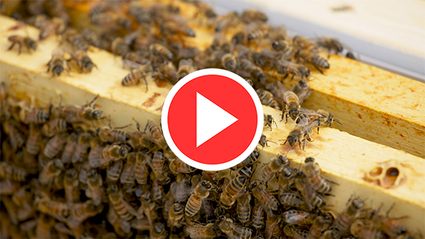 Sweet! Understand honey bee behavior in 49 seconds